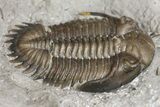 Greenops Trilobite - Arkona, Ontario #164408-2